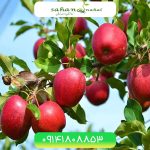 خرید نهال سیب استارکینگ Starking apple seedling