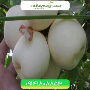 خرید نهال سیب سفید قندی White sugar apple seedling