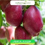 خرید نهال سیب لبنان Lebanese apple seedlings