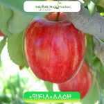 خرید نهال سیب گالا Gala apple seedling