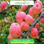 خرید نهال سیب گلاب Gulab apple seedling
