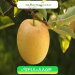 خرید نهال سیب گلدن دلیشز Golden Delicious apple seedling