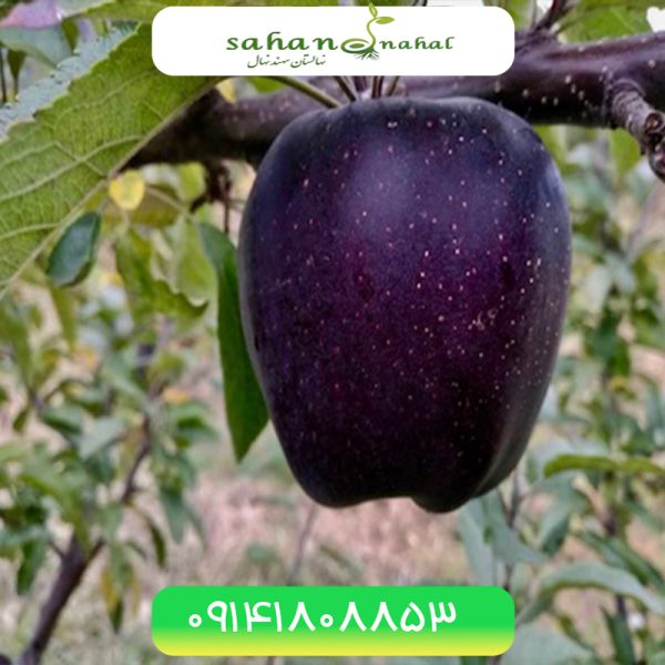 نهال سیب جرومین