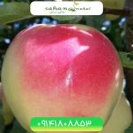 خرید نهال سیب رندرز Rendars apple seedling