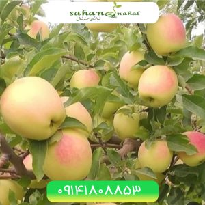 نهال سیب مشهدی نوری مراغه