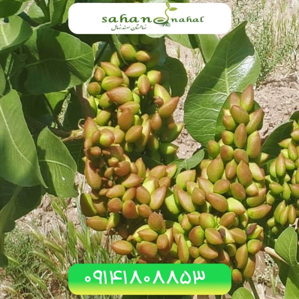 نهال پسته عباسعلی